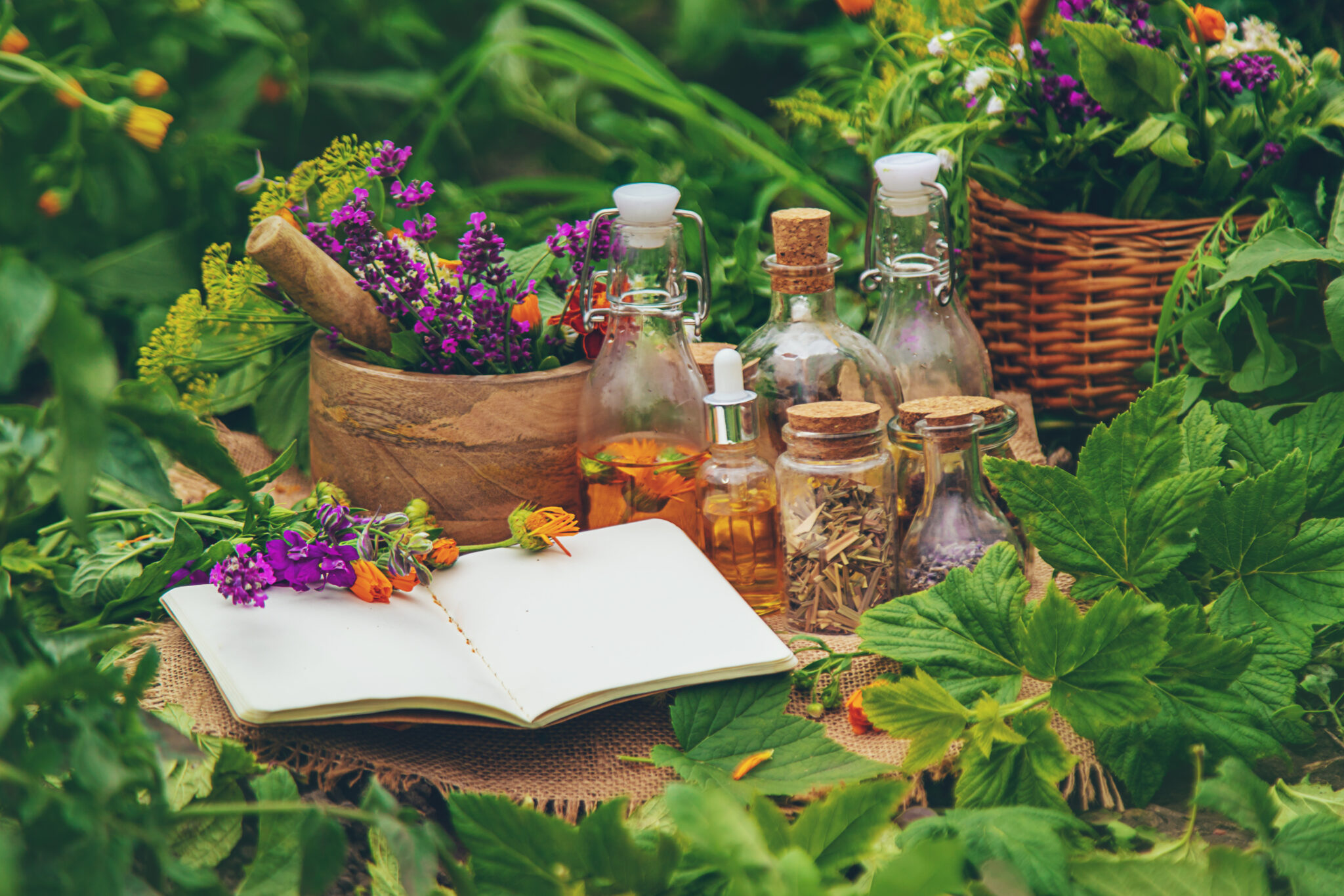 Plants and herbs, nature, alternative medicine. Selective focus Nature